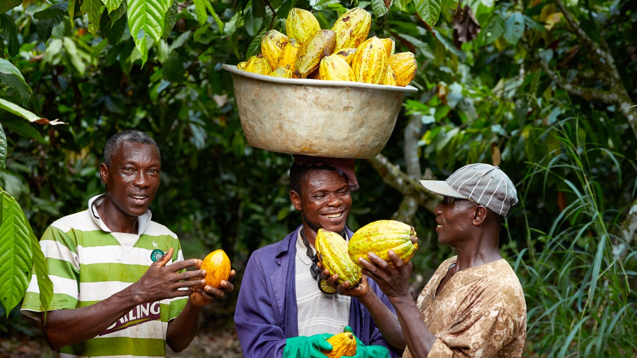 Kumbi Cocoa - Direct from Farmers